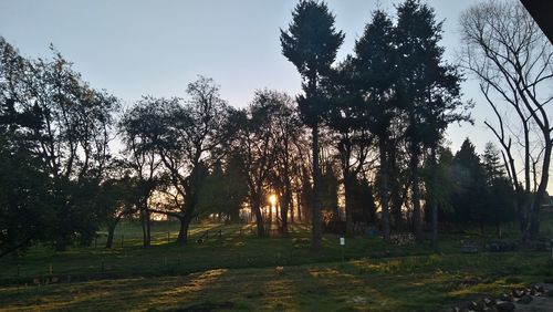 Trees in forest against sky