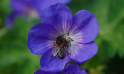 Close-up of insect on purple flowering plant