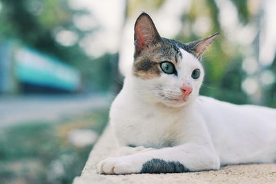 Close-up portrait of a cat