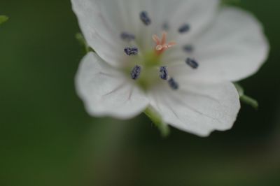 Close-up of flower