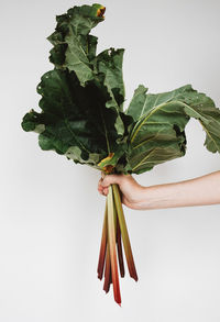 Cropped image of person holding leaves against white background