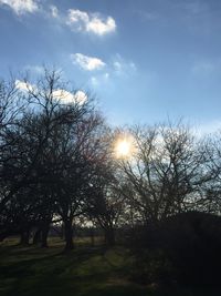 Trees against sky during sunset