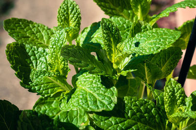 Close-up of fresh green leaves