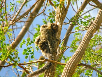 Low angle view of monkey perching on tree