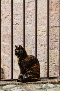 Cat looking through window