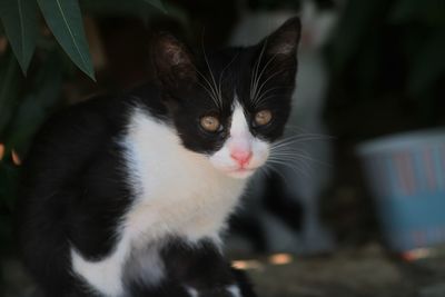 Close-up portrait of cat sitting
