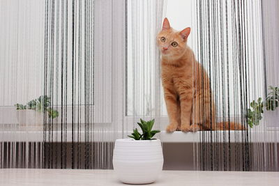 A pet. the red cat is sitting on the windowsill next to the house plants. thread curtains. 