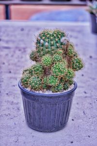 High angle view of potted plants