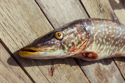 High angle view of fish on wood