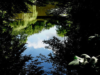 Reflection of trees in lake