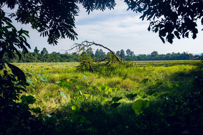 Scenic view of field against sky