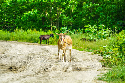 Herd of a horse