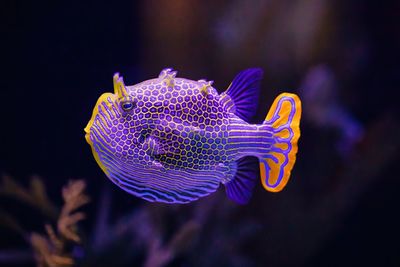 Close-up of fish swimming in aquarium