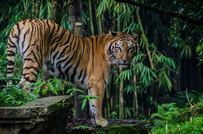 Tiger against trees