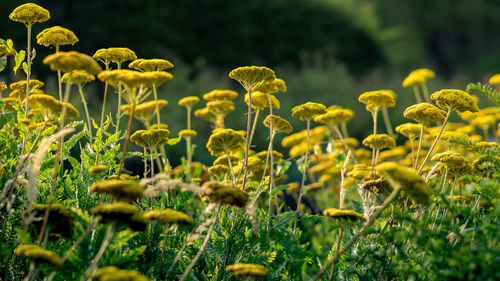 Close-up of yellow flowers blooming in field