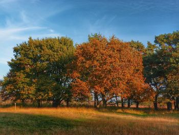 Scenic view of grassy field against sky