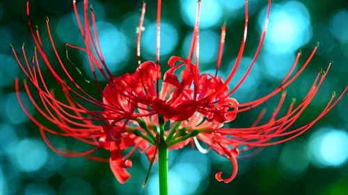 Close-up of red flowering plant