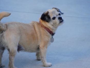 Portrait of a dog looking away