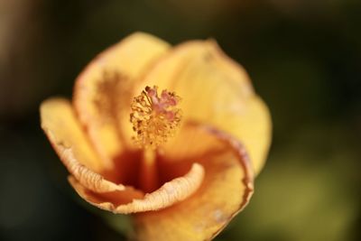Close-up of yellow rose flower