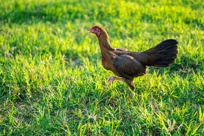 Close-up of a bird on grass