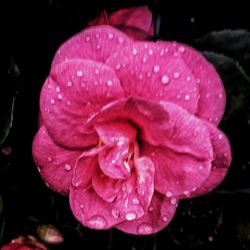 Close-up of wet pink flower blooming against black background