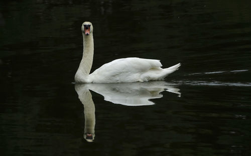 White swan swimming in lake