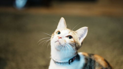 Close-up of a cat looking away