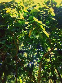 Low angle view of tree growing on plant