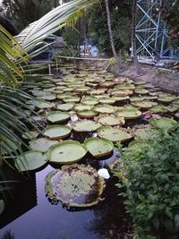 Lotus water lily in lake