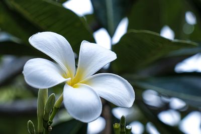 Close-up of white flowering plant