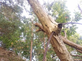 Low angle view of trees