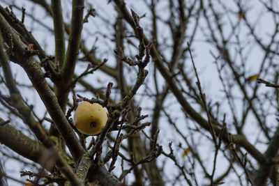 Low angle view of fruits growing on tree