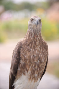 Close-up portrait of eagle