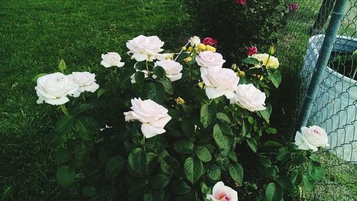 Close-up of pink flowers