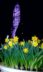 Low angle view of flowers in the dark