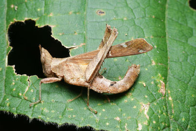 Close-up of insect on leaf