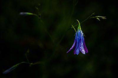 Close-up of purple flower after rain