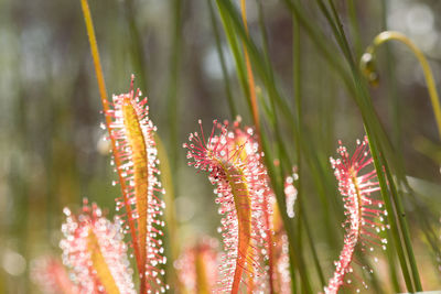 Close-up of pink flowering plant