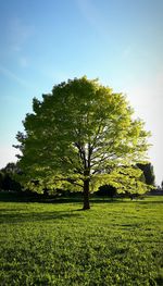 Tree in field against clear sky