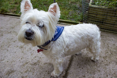 Close-up of white dog