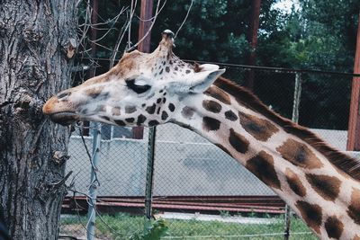 Close-up of giraffe in zoo