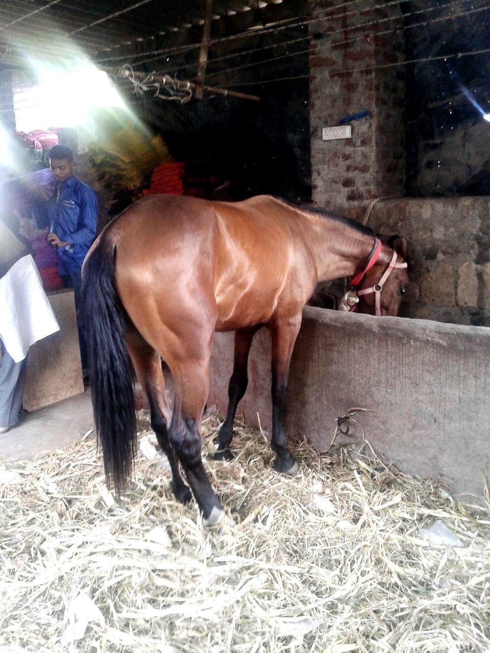 domestic animals, animal themes, one animal, mammal, livestock, dog, one person, built structure, pets, full length, side view, standing, horse, architecture, building exterior, day, sunlight, outdoors, working animal, house