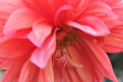 Close-up of pink red flower