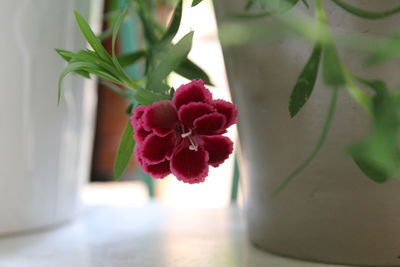 Close-up of pink flowering plant on table