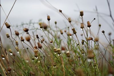 Close-up of flowering plants on field