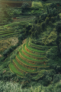 High angle view of agricultural field