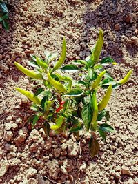 Close-up of plant