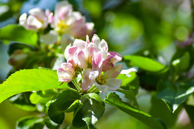 Close-up of pink flowering plant