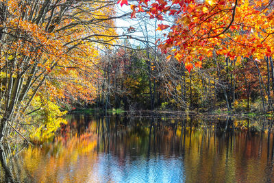 Trees by lake during autumn