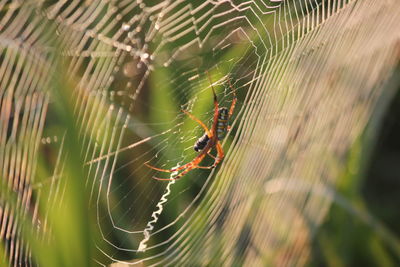 Close-up of spider on web